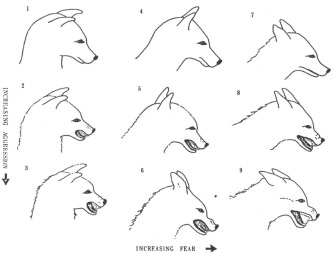 “How Animals Communicate” on Digital Publishing at Indiana University Press